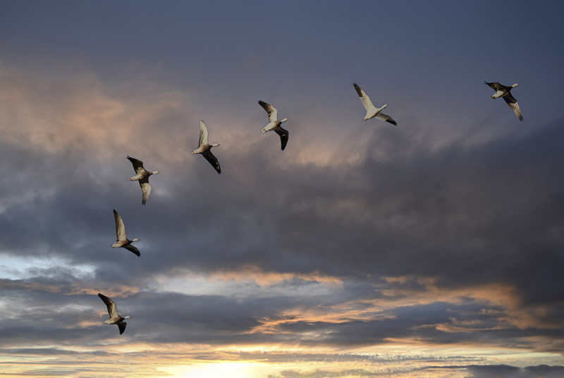 Snow Geese Flying by Darlene Perkin